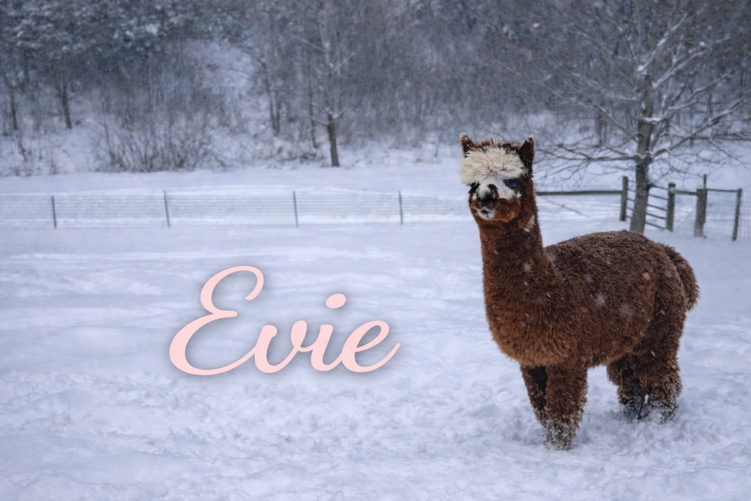 Evie - Open Female at Count Your Blessings Farm